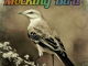 Luxury SA – Mocking Bird